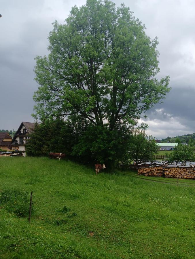 Apartament Skorusinka W Poblizu Chocholowskich Term Witów Esterno foto