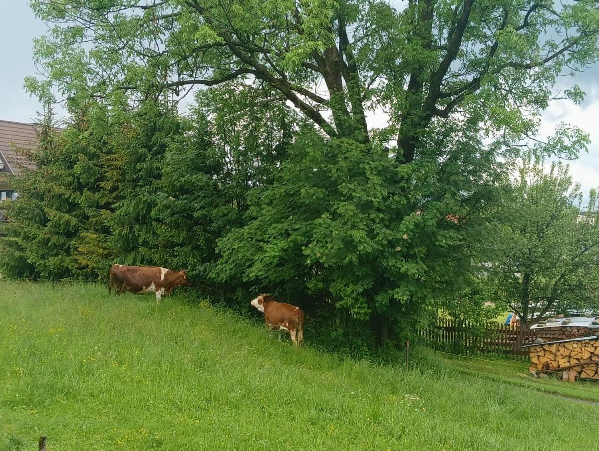 Apartament Skorusinka W Poblizu Chocholowskich Term Witów Esterno foto